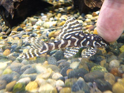 メガクラウンゼブラプレコ
