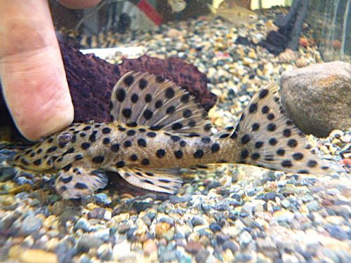 ホワイトトリムプレコ