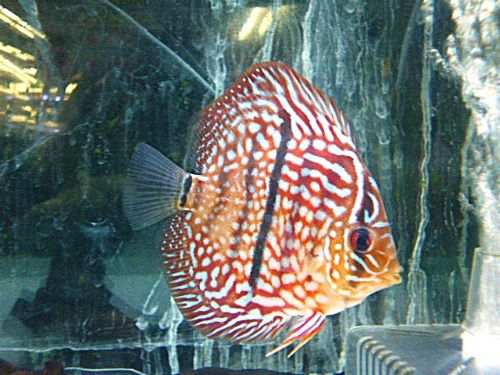 ヘッケルクロス・ディスカス