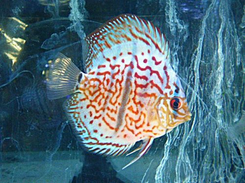 ヘッケルクロス・ディスカス