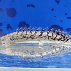 ポリプテルス　ロイヤルバンドデルヘッジィ　2026年5月入荷！