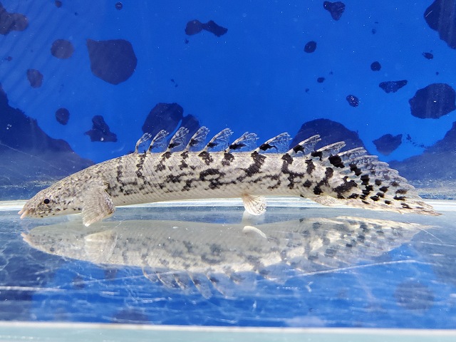 ポリプテルス　ロイヤルバンドデルヘッジィ　2026年5月入荷！