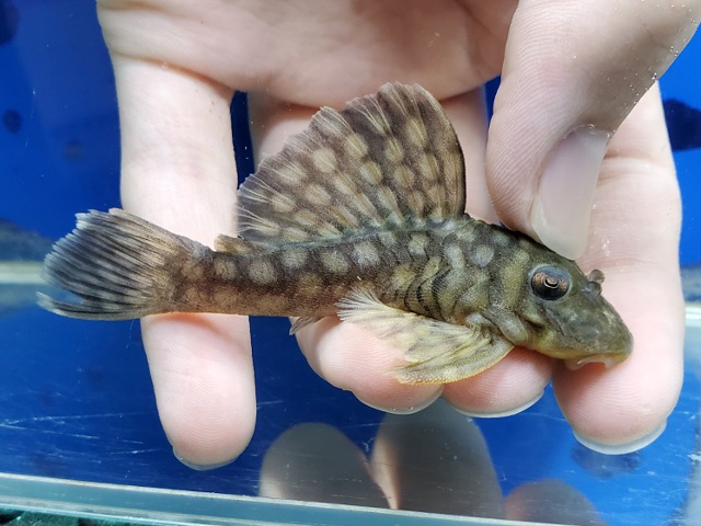 ポルカドットカイザープレコ