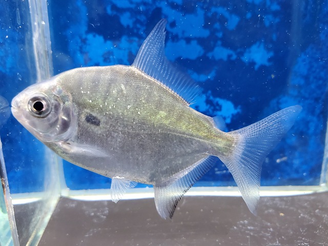 タイガードルフィンパクー