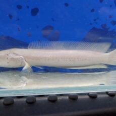 プラチナカムルチー　2026年2月入荷！