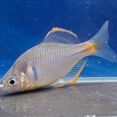 ロデウス sp.　2026年5月入荷！