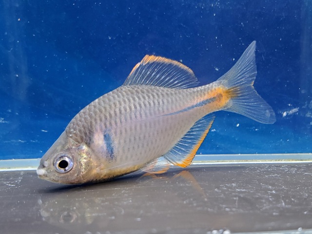 ロデウス sp.　2026年5月入荷！