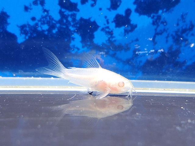 コリドラス　ピグミー