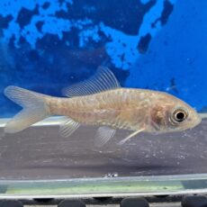 マゴイ　カガミ　2026年6月入荷！