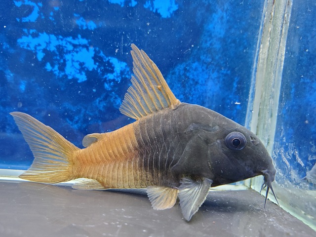 コリドラス　バイカラーコンコロール