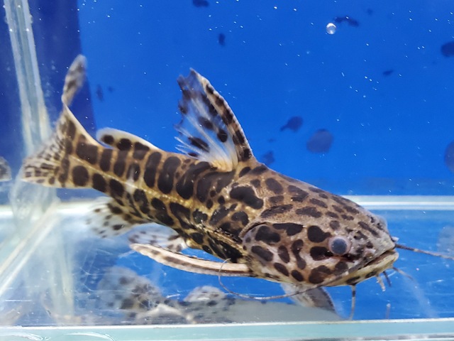 スカイブルージャガーキャット　カイクビ　2026年6月入荷！