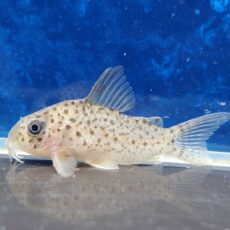 コリドラス　レナ　ブリード　大特価！！