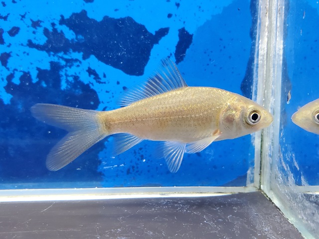 コイフナ