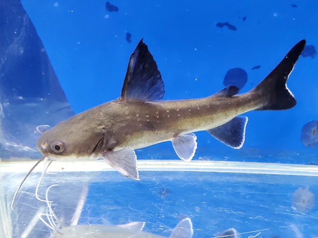 パプアンサーモンキャット