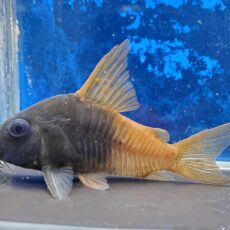コリドラス　バイカラーコンコロール　特価！！