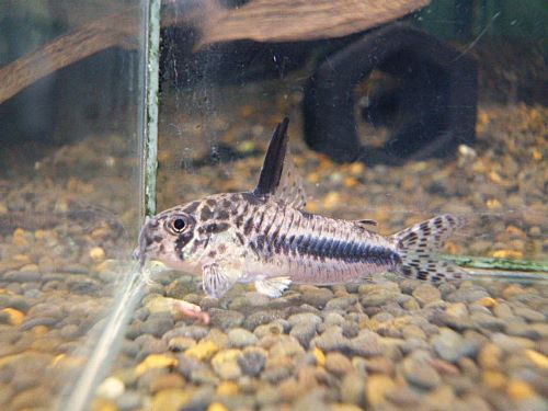 コリドラス　シパリウィニ③　２０２６年５月２６日入荷