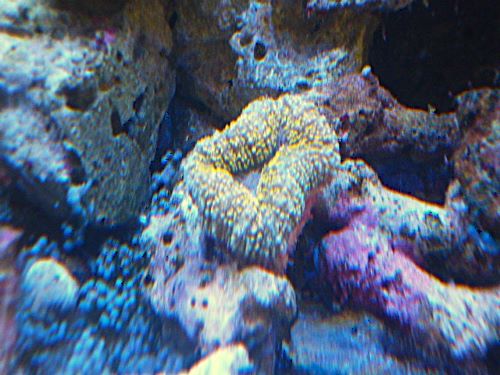 ハナガタサンゴ