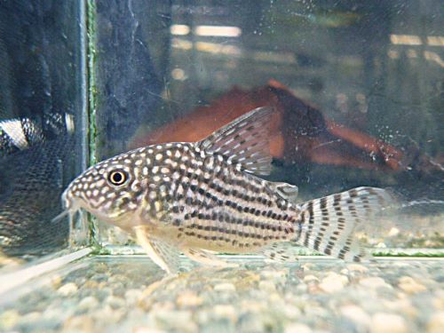コリドラス　ステルバイ　ＷＩＬＤ　２０２６年６月３日入荷