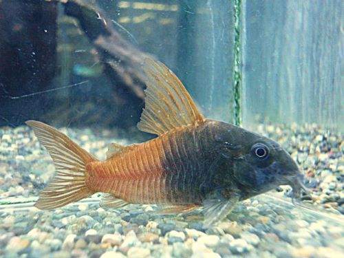 コリドラス　ビーコンコロール約５～６ｃｍ　２０２６年５月３０日入荷