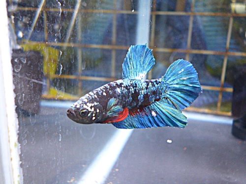 ＰＫＨＭベタ