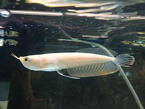 アルビノシルバーアロワナ約１２ｃｍ　２０２６年３月１２日入荷