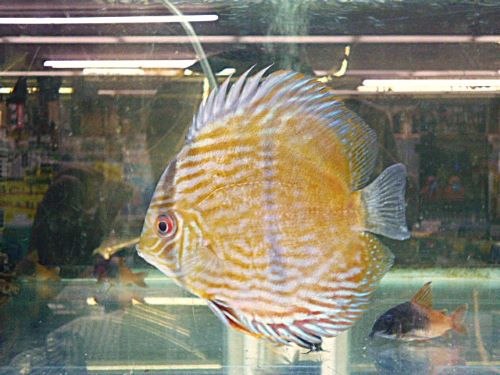 ヘッケルクロス・ディスカス