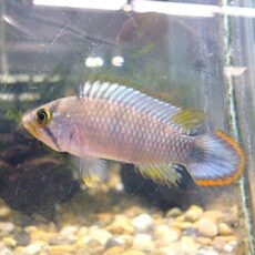 アピスト　パンドリニＴＡＨＵＡＹＯ　ペア　２０２６年６月２５日入荷