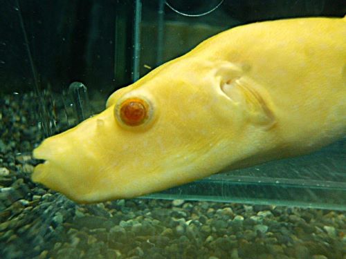テトラオドン　スバッティ
