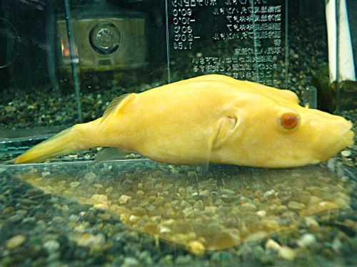 テトラオドン　スバッティ