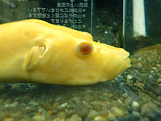テトラオドン　スバッティ