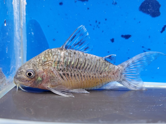 コリドラス　ゲリィ　2　2026年5月入荷！