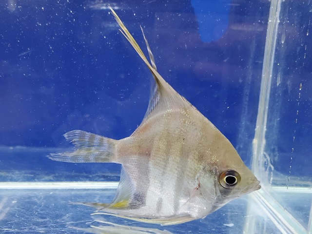 スカラレエンゼル