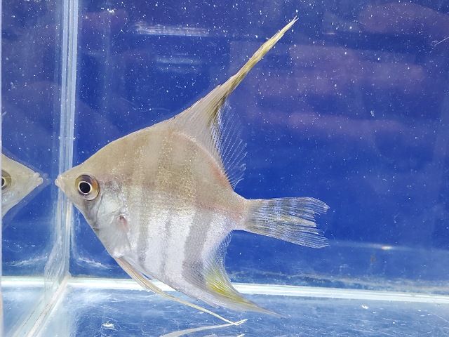 スカラレエンゼル