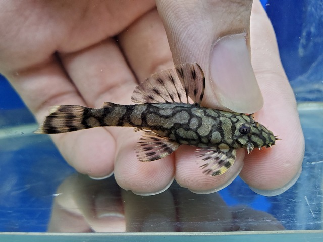 ロイヤルアラベスクブッシープレコ