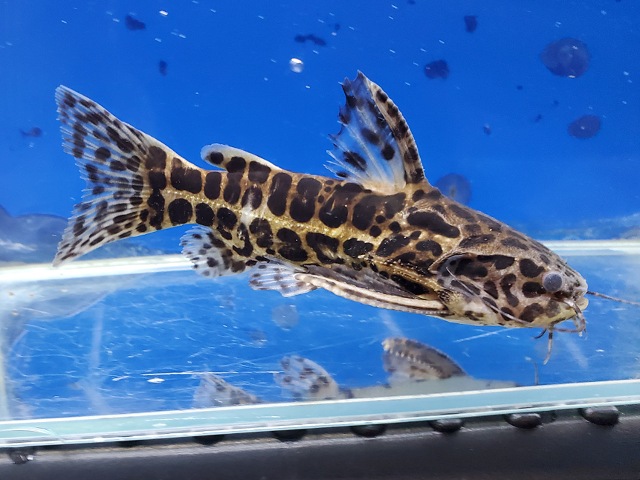スカイブルージャガーキャット