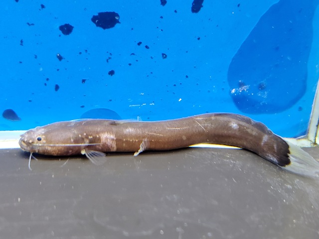 ウナモンキャット