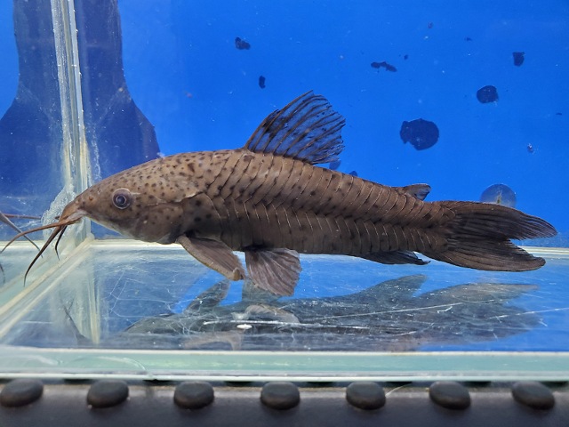 ブラックホプロ