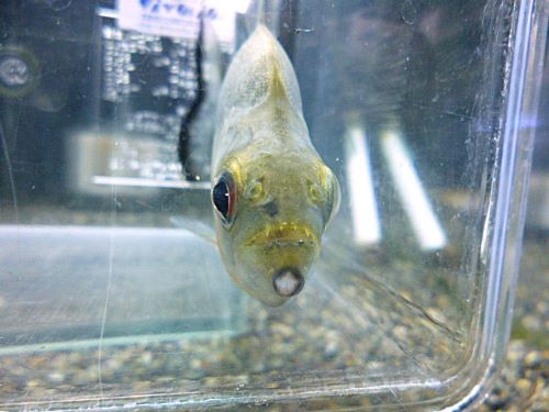 バイオレットブラックピラニア