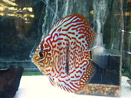 ヘッケルクロス・ディスカス