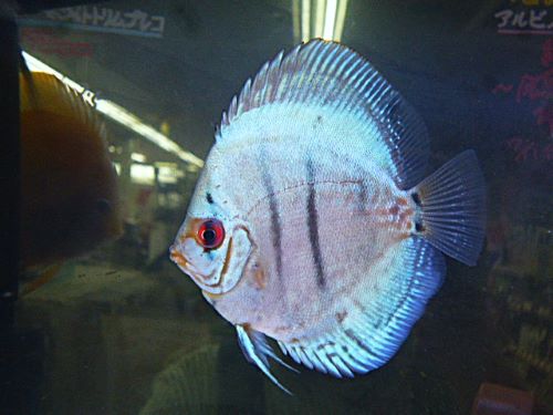 コバルトブルーディスカス②　２０２６年７月５日入荷