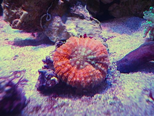 ハナガタサンゴ　レッド　２０２６年７月１０日撮影