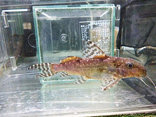 シノドンティス　アンジェリカス