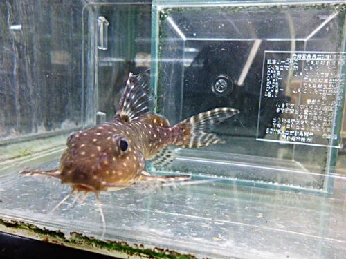 シノドンティス　アンジェリカス