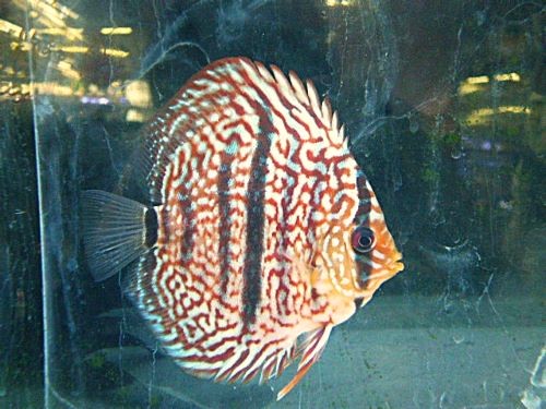 ヘッケルクロス・ディスカス
