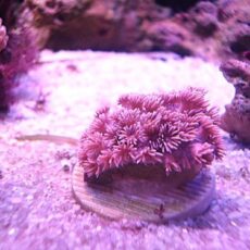 ハナガササンゴ　ピンク　２０２６年７月２１日撮影