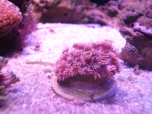 ハナガササンゴ　ピンク　２０２６年７月２１日撮影