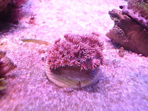 ハナガササンゴ