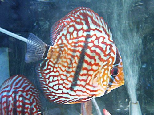 ヘッケルクロス・ディスカス