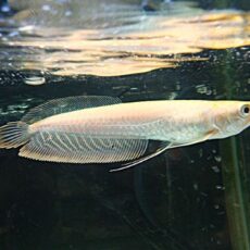 アルビノシルバーアロワナ　約１５ｃｍ　２０２６年６月３０日入荷