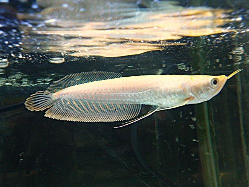 アルビノシルバーアロワナ　約１５ｃｍ　２０２６年６月３０日入荷